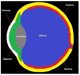 Discretized Human Eye
